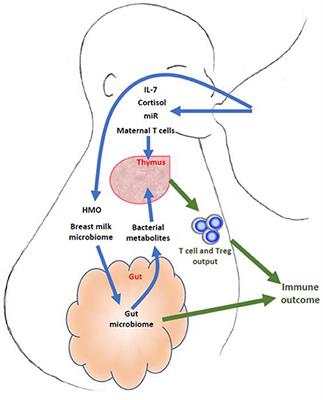 Does Breast Milk Nurture T Lymphocytes in Their Cradle?